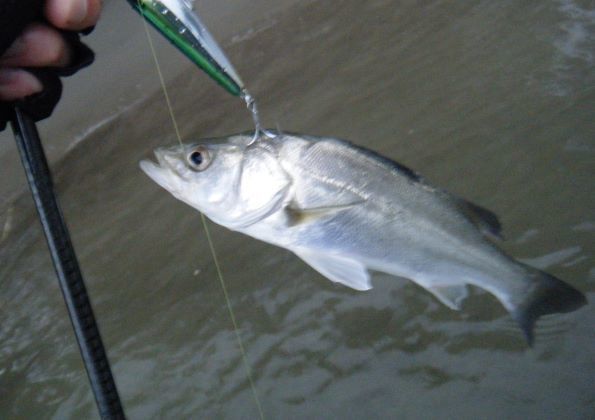 ハゼ釣り セイゴ釣り 悩めるサラリーマンのしがない日記